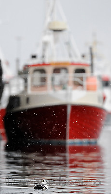 BB 13 0491 / Polysticta stelleri / Stellerand